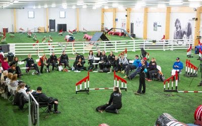 Dog agility training — Online vs. in-person