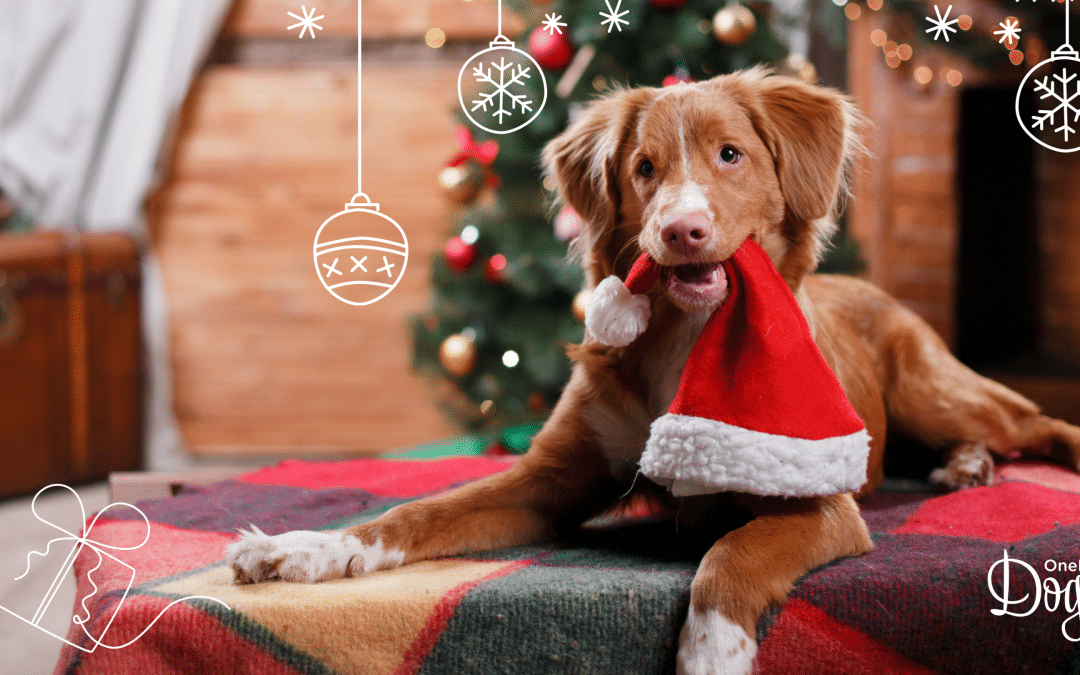 What your dog REALLY wants this Christmas