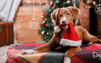 What your dog REALLY wants this Christmas
