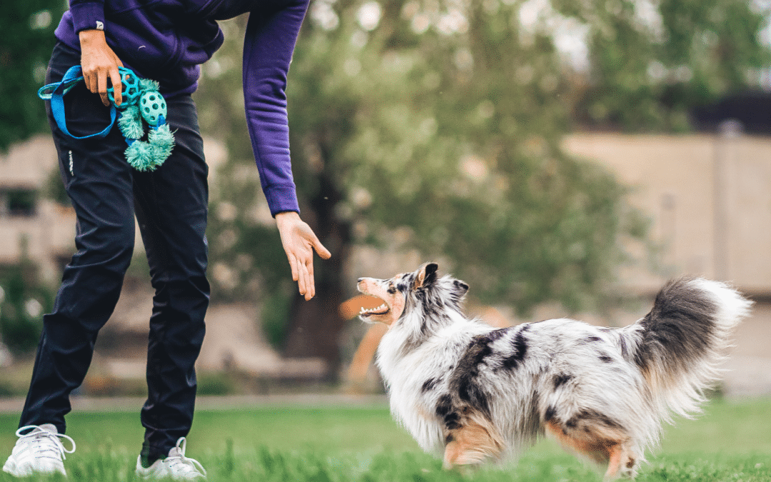 Why strong dog agility foundations make everything easier later