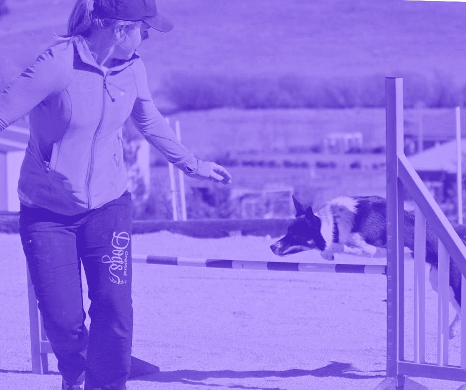 dog agility webinar