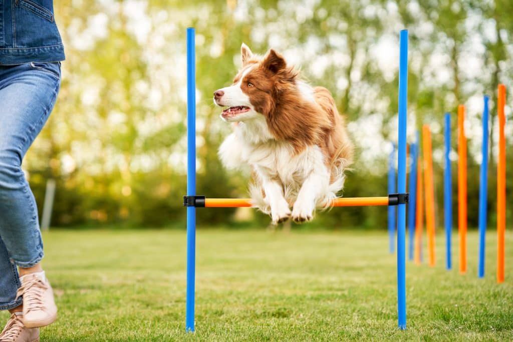 Start dog agility with OneMind Dogs, with online lessons and easy-to-follow training videos for dogs.