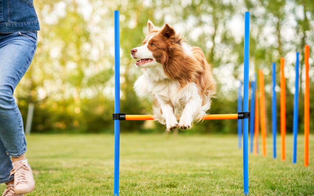 Six easy agility obstacles you can DIY at home