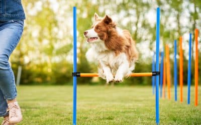 Six easy agility obstacles you can DIY at home