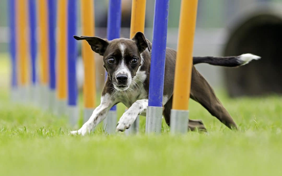 How to get started in dog agility — Tips & training videos for dogs