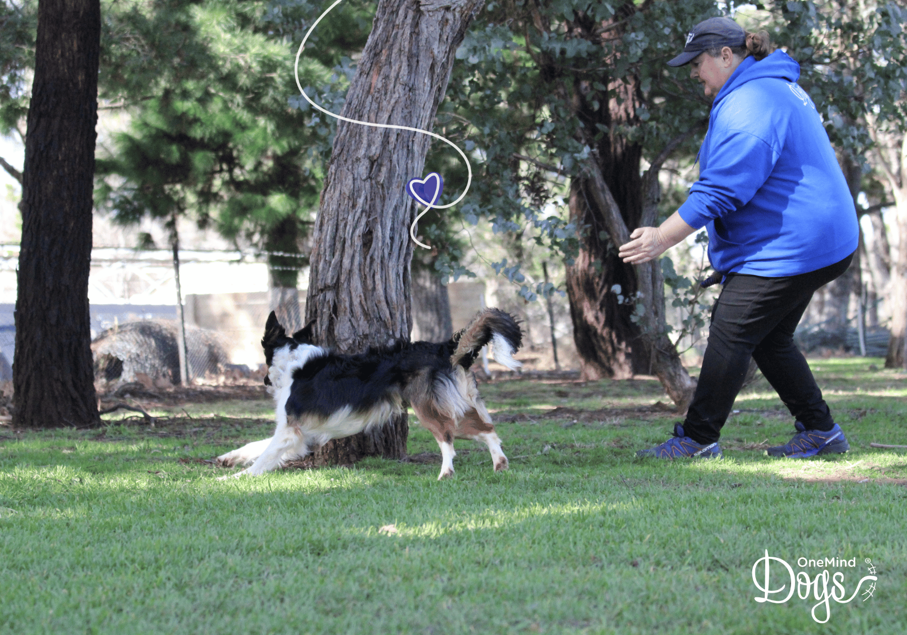 Untitled design-44 how our puppy course works