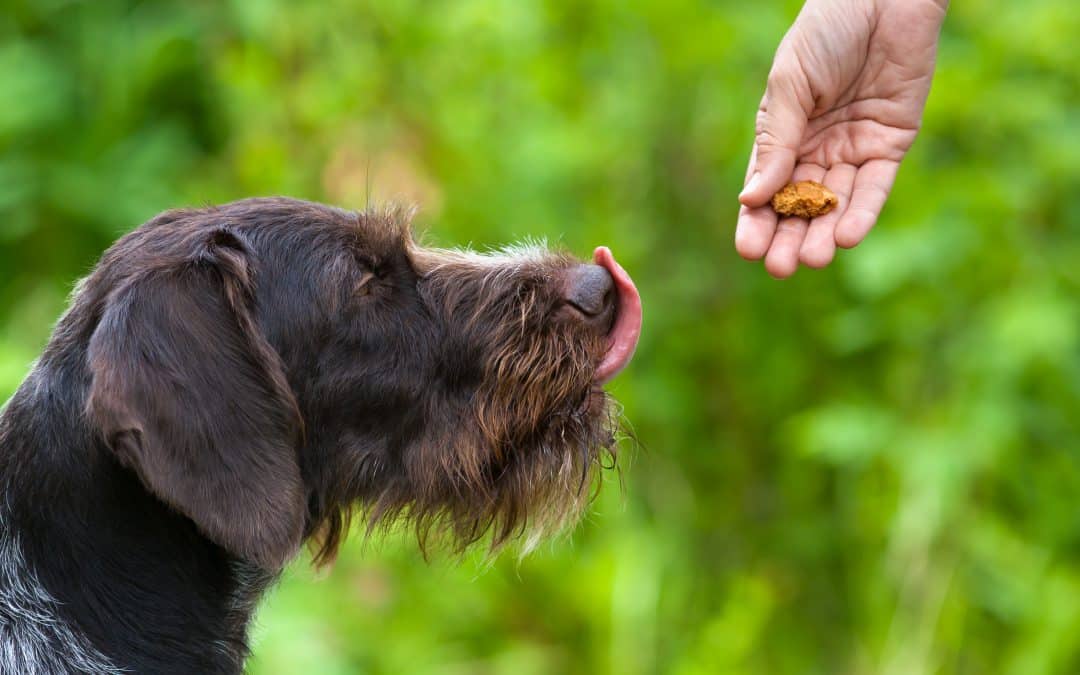 Dog training tips: Why, how and when to reward your dog