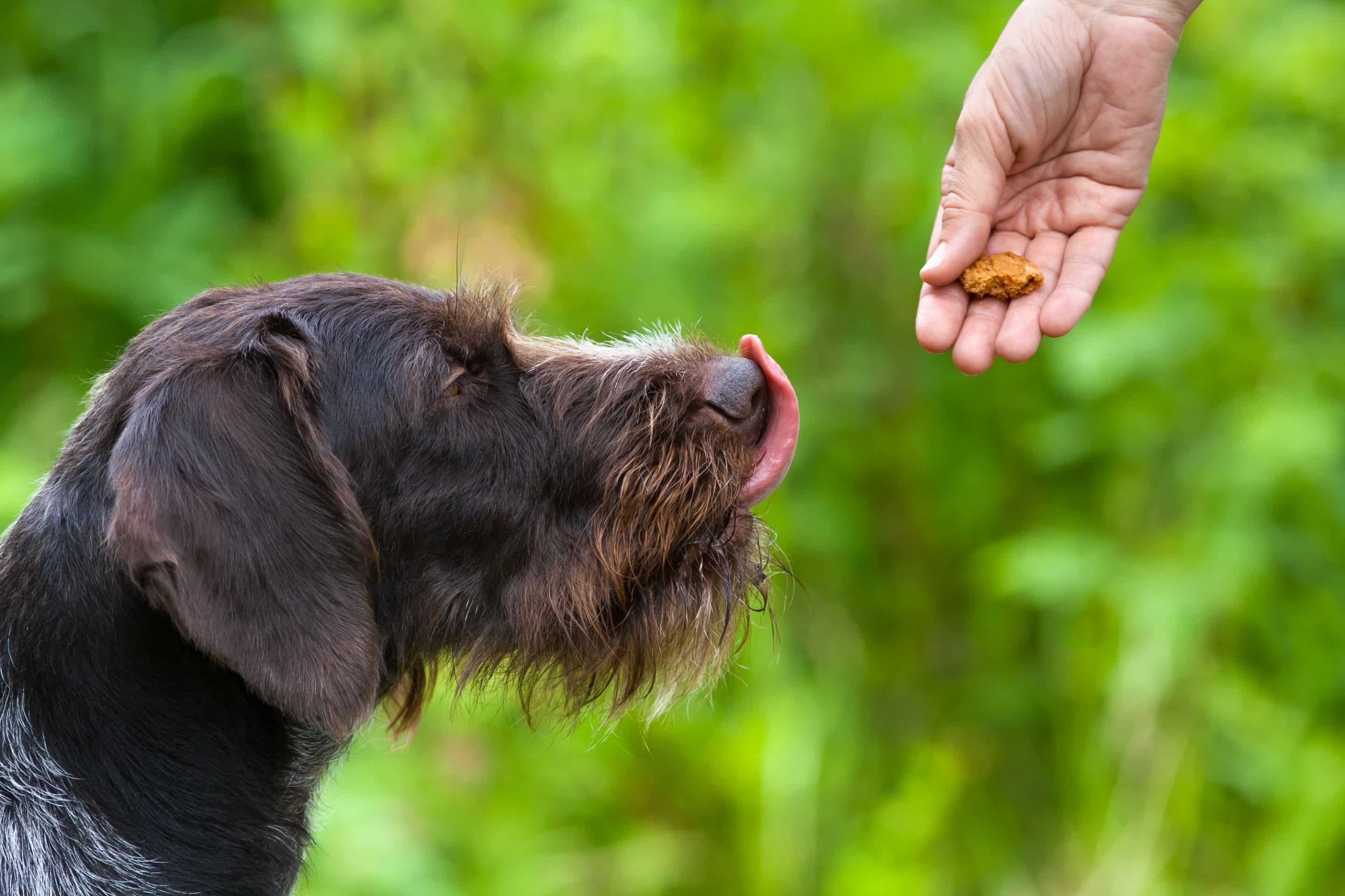 Puppy getting a treat