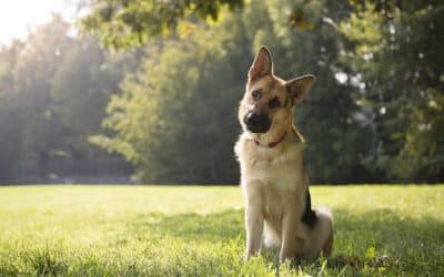 Dog Training Tips – Is Your Dog a Doer or a Thinker?