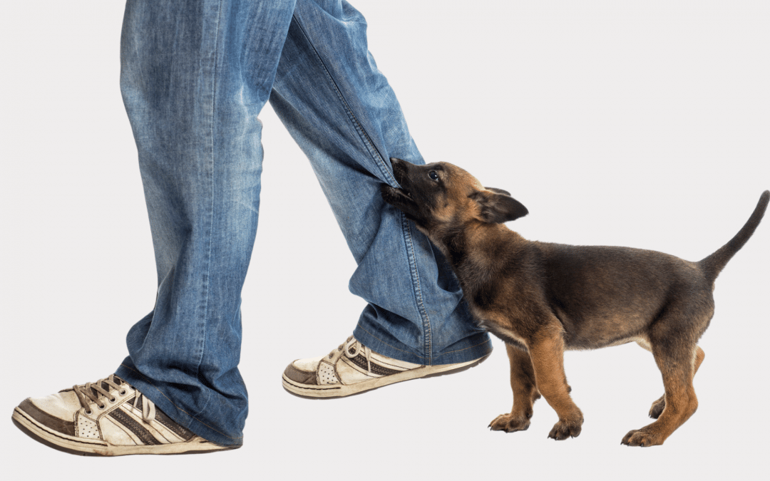 5 Problems Every Puppy Owner Can Relate To