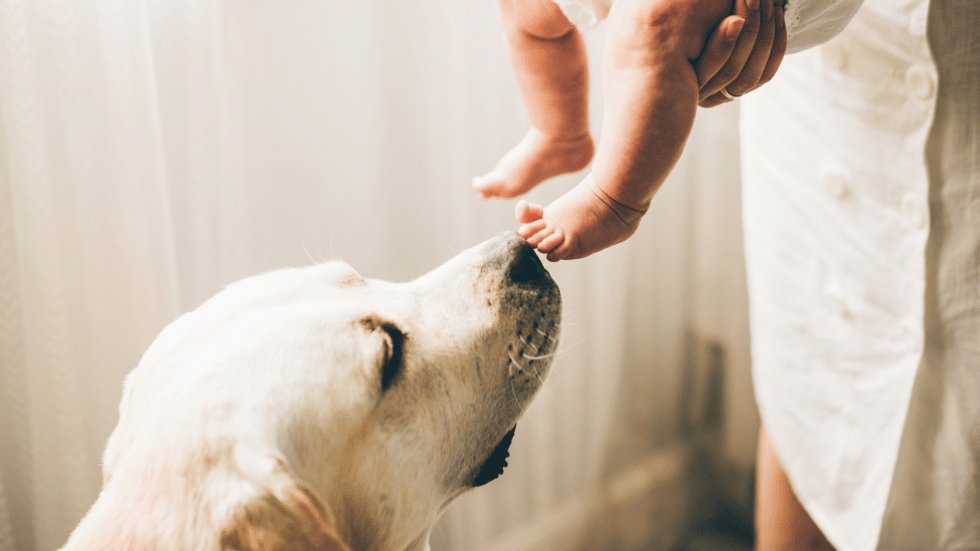 Photo inspiration: Pup Meets Baby How To Introduce Your Dog To A Photo Inspiration