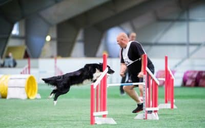 OneMind Dogs method and the use of verbals in dog agility