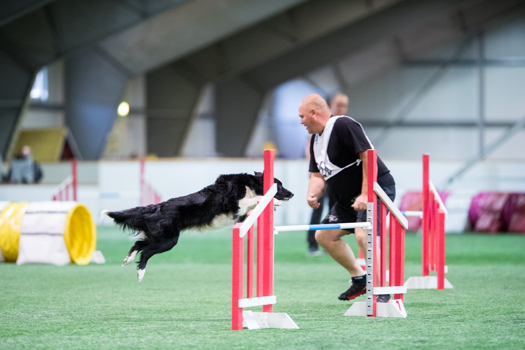 Online agility course Next Level agility handling solutions