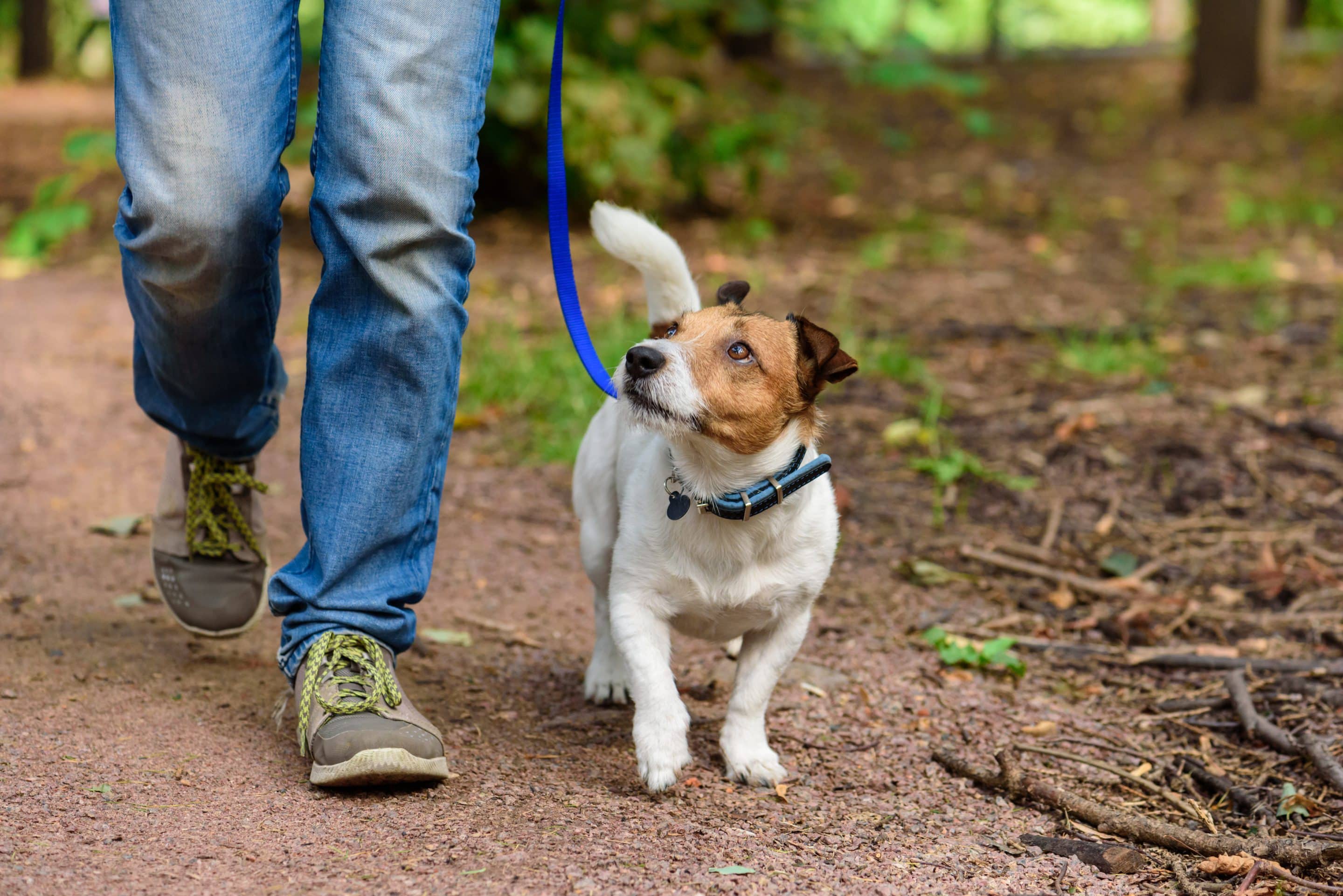 Walking the dog. Выгул собак. Выгульщик собак. Выгул домашних животных. Выглдомашних животных.