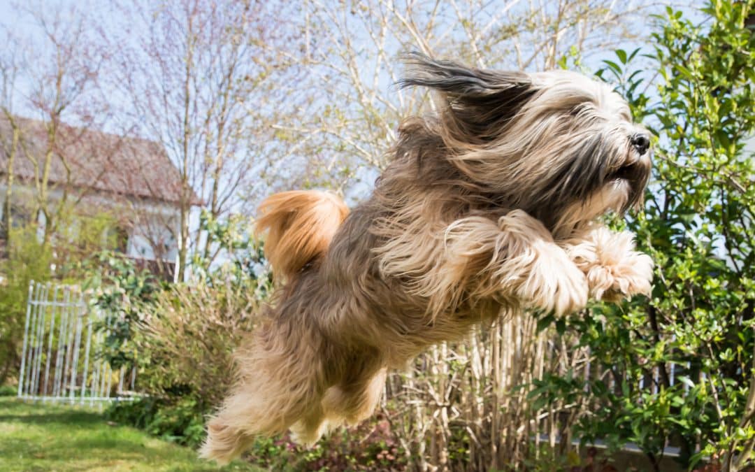 How to teach your dog to jump