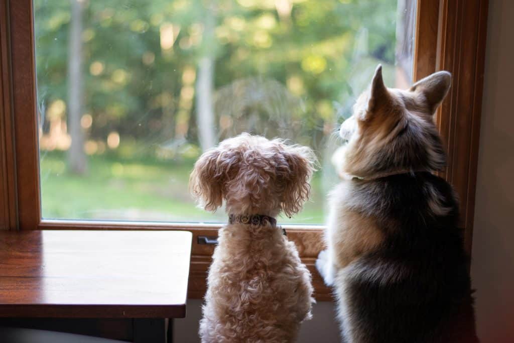 dogs looking out window