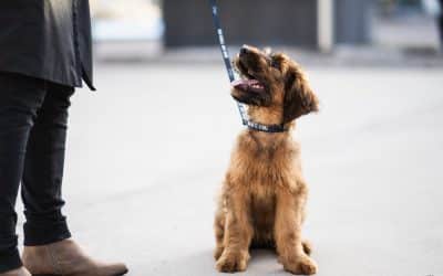 3 Things I would not do with my puppy as a professional dog trainer