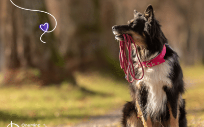 How to train your Border Collie — 5 key steps