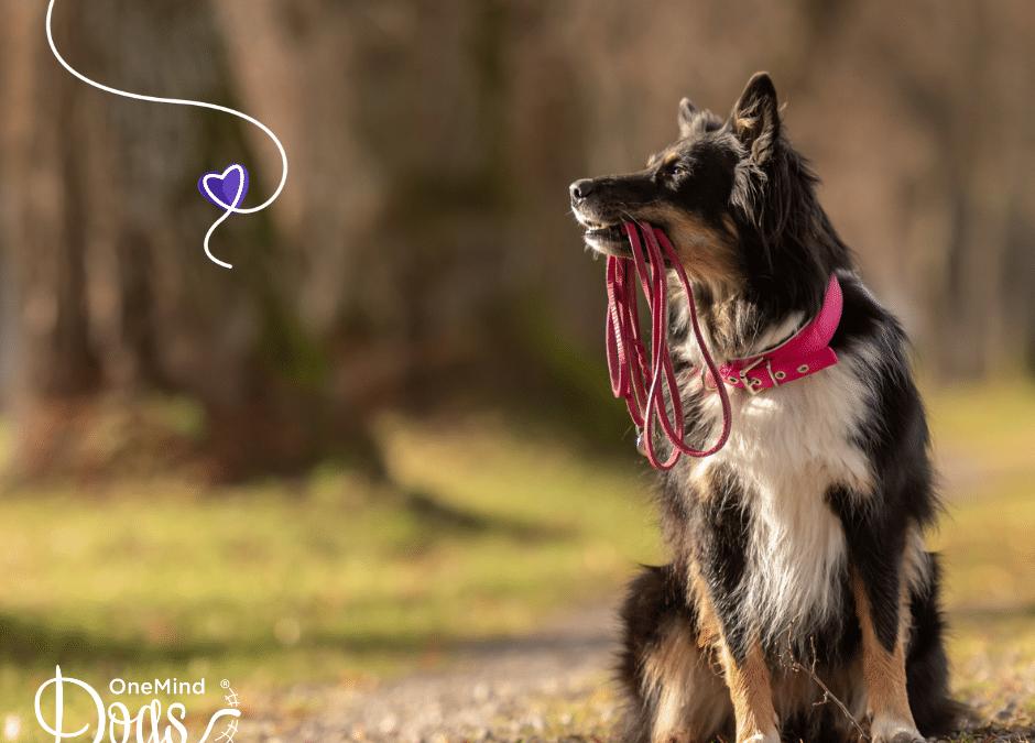 How to train your Border Collie — 5 key steps