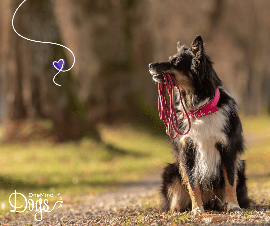 How to train your Border Collie — 5 key steps - OneMind Dogs