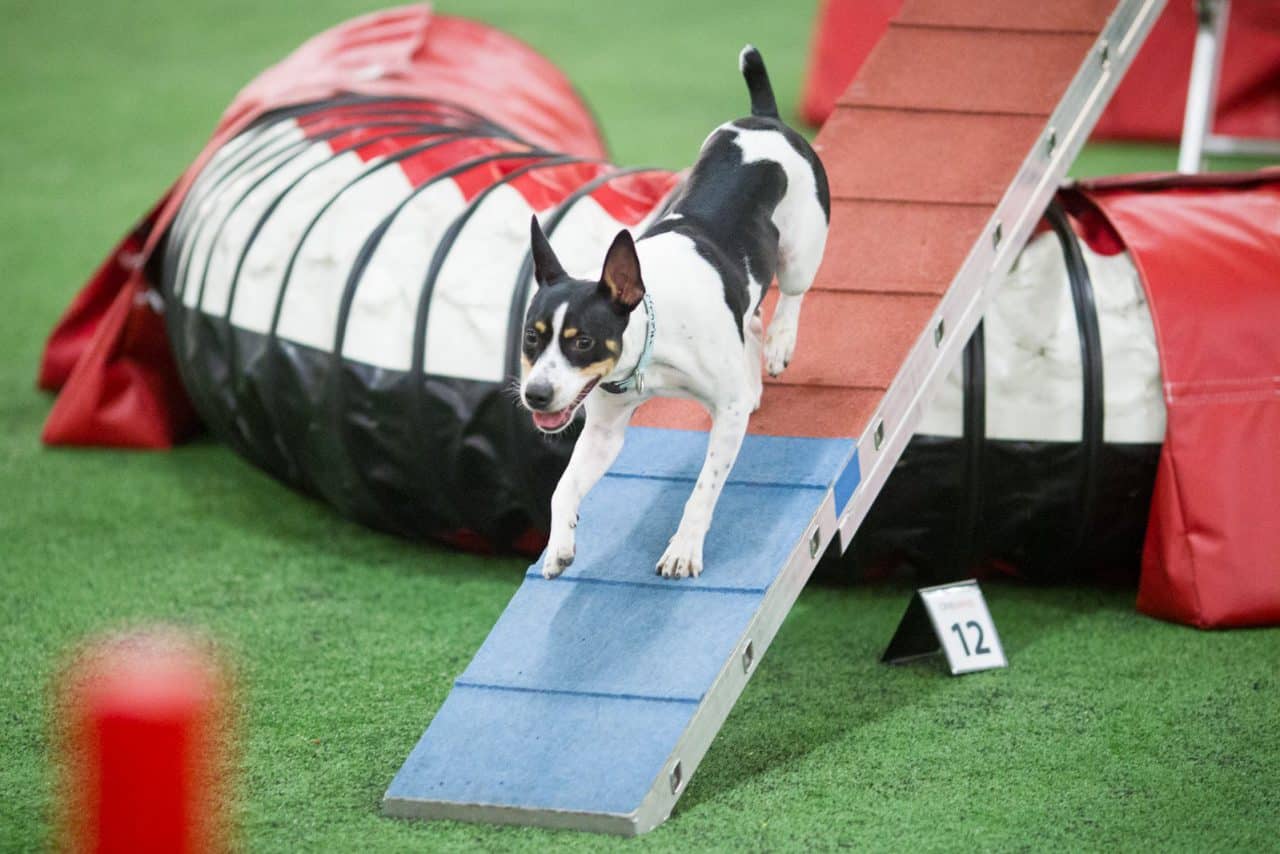 Dog agility training 3 steps to consistent contacts the OneMind Dogs way!