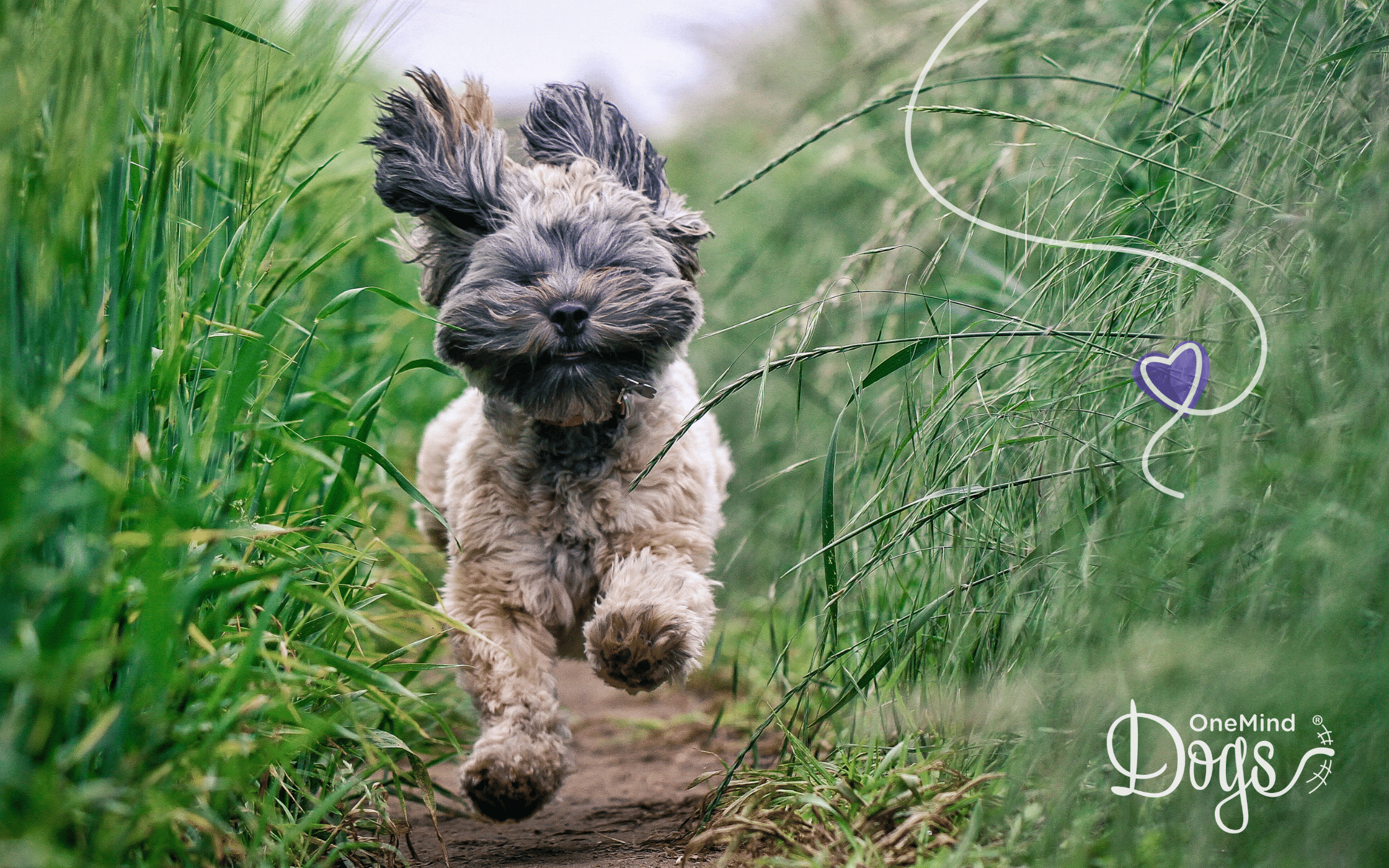 dog running in field