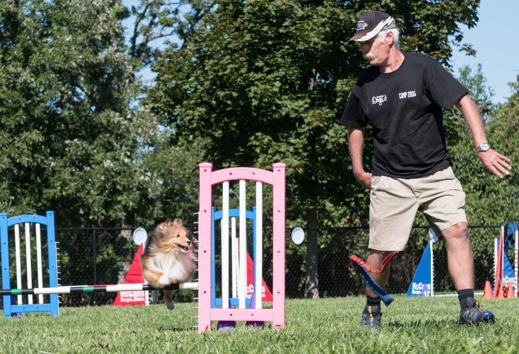 sheltie agility