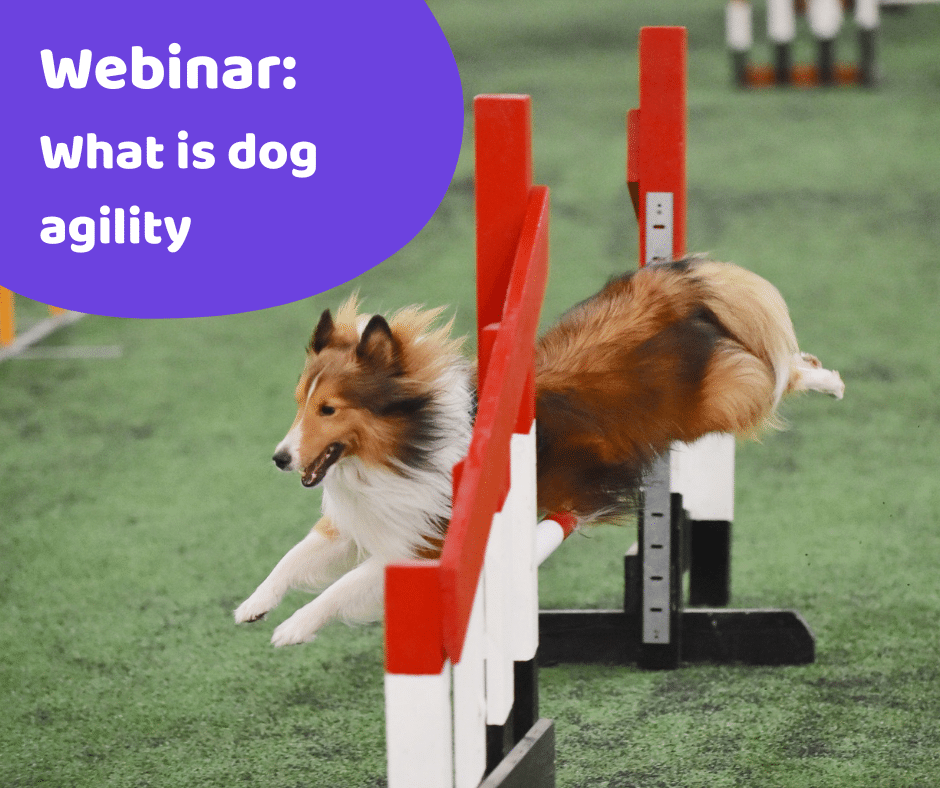 Dog Agility