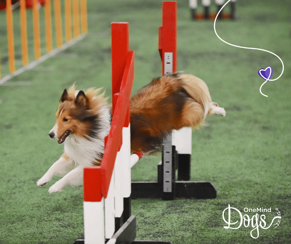 What Is Dog Agility Plus 3 Things To Consider Before You Start 
