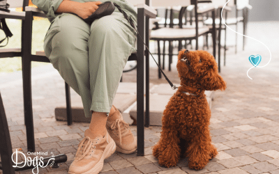 6 tips for socializing your puppy – from the dog’s perspective