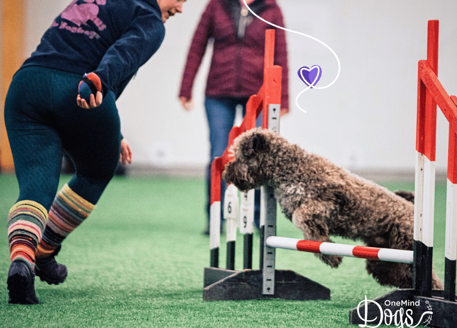 Learn agility with your dog — 4 essential steps to get you started