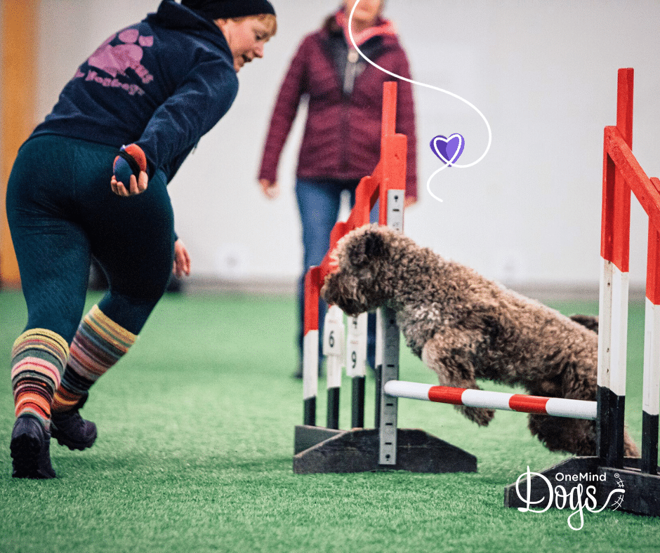 Dog hot sale agility blog