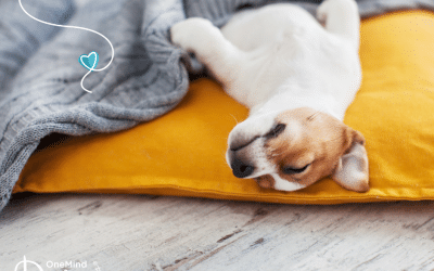 How much sleep does a young puppy need?