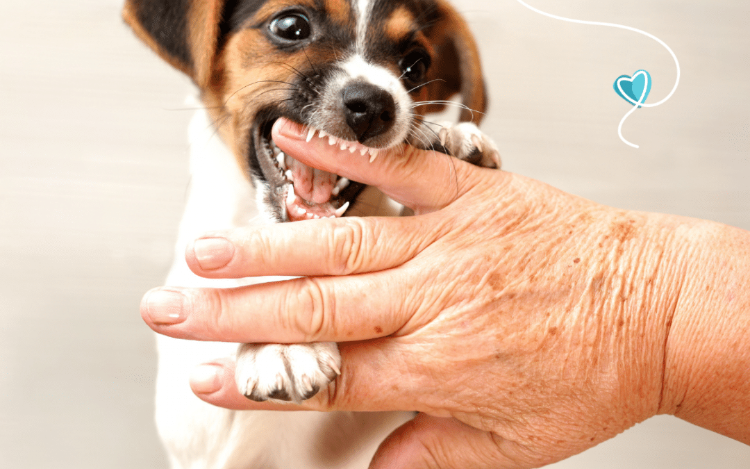 How to stop your puppy from biting and chewing your stuff
