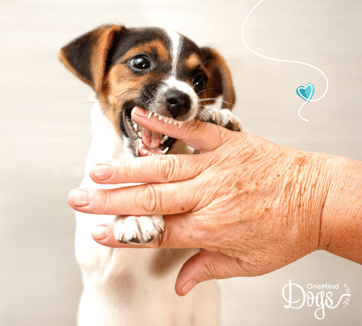 puppy biting woman's hand