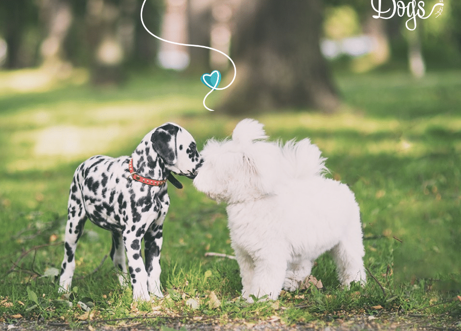 Raising a well-balanced puppy — 5 tips from OneMind Dogs puppy experts