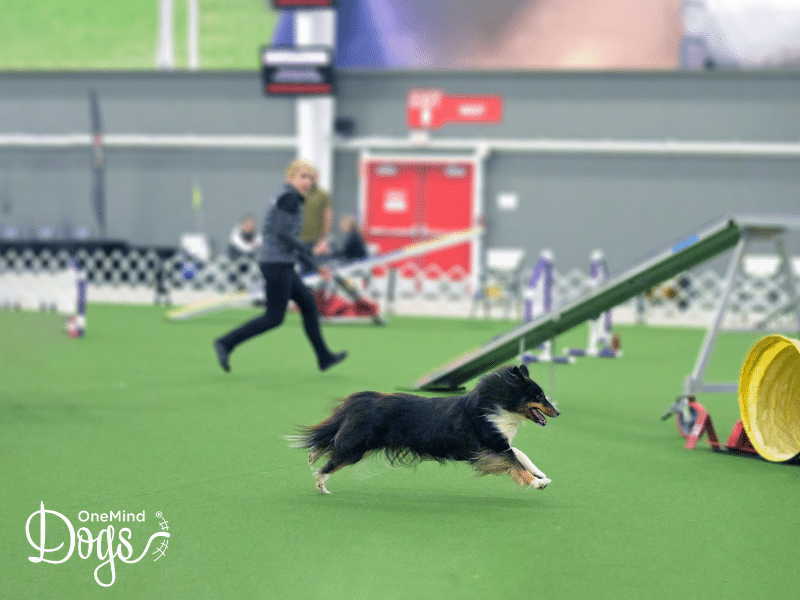 Mastering distance handling in dog agility