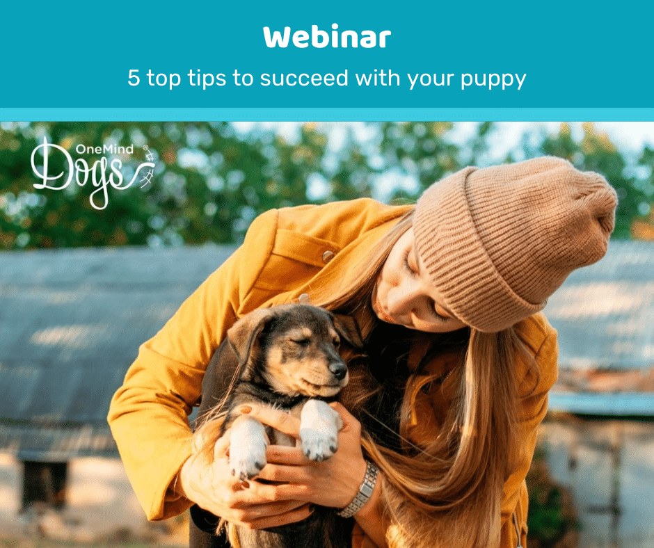 puppy webinar Dog Agility