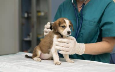 4 Common dog injuries and how to avoid them