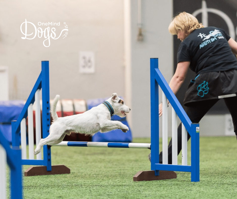 v2 (3) agility foundation