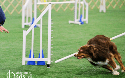 How to prevent and fix bar knocking in agility dogs