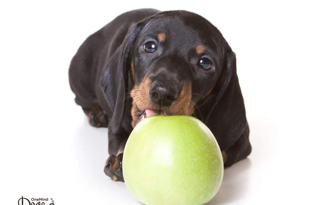 What age should your puppy start puppy classes?