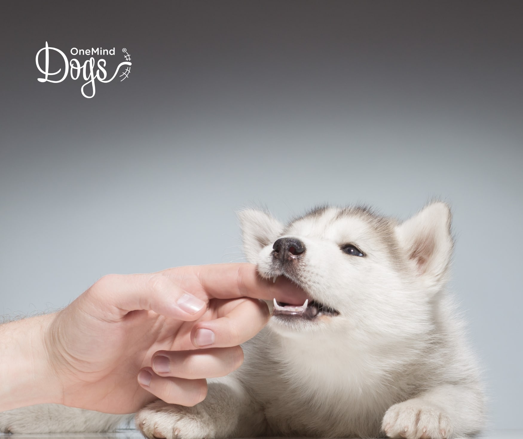 Free Webinar 5 Steps To Stop Puppy Biting And Chewing