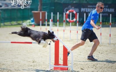 OneMind Dogs method and the use of verbals in dog agility