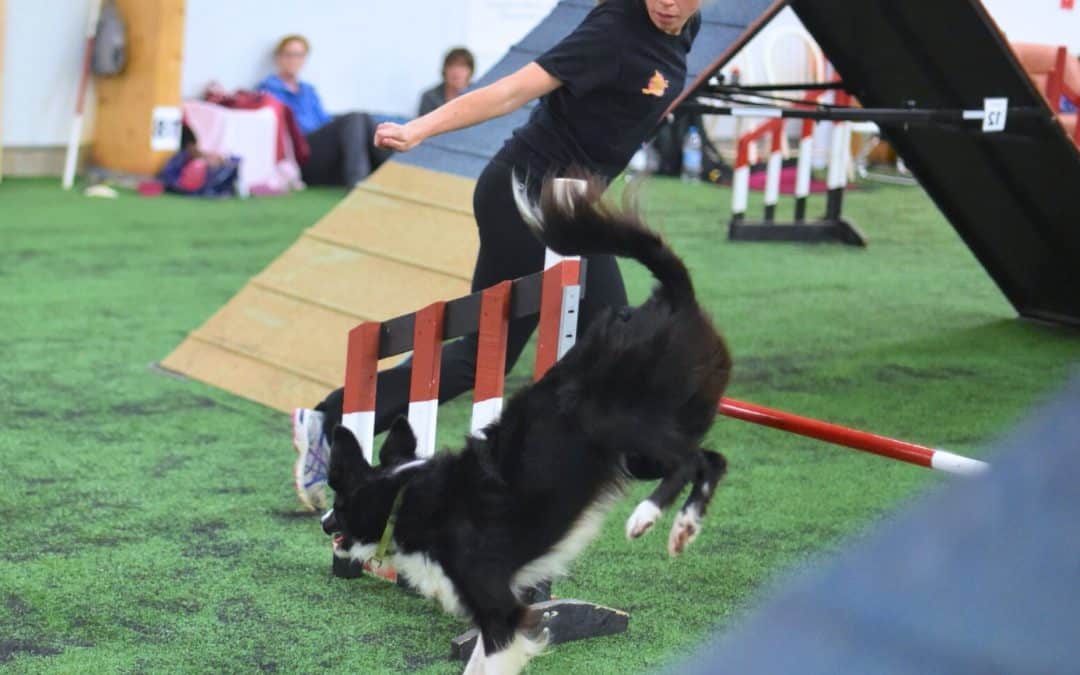 Collection and tight turns in dog agility