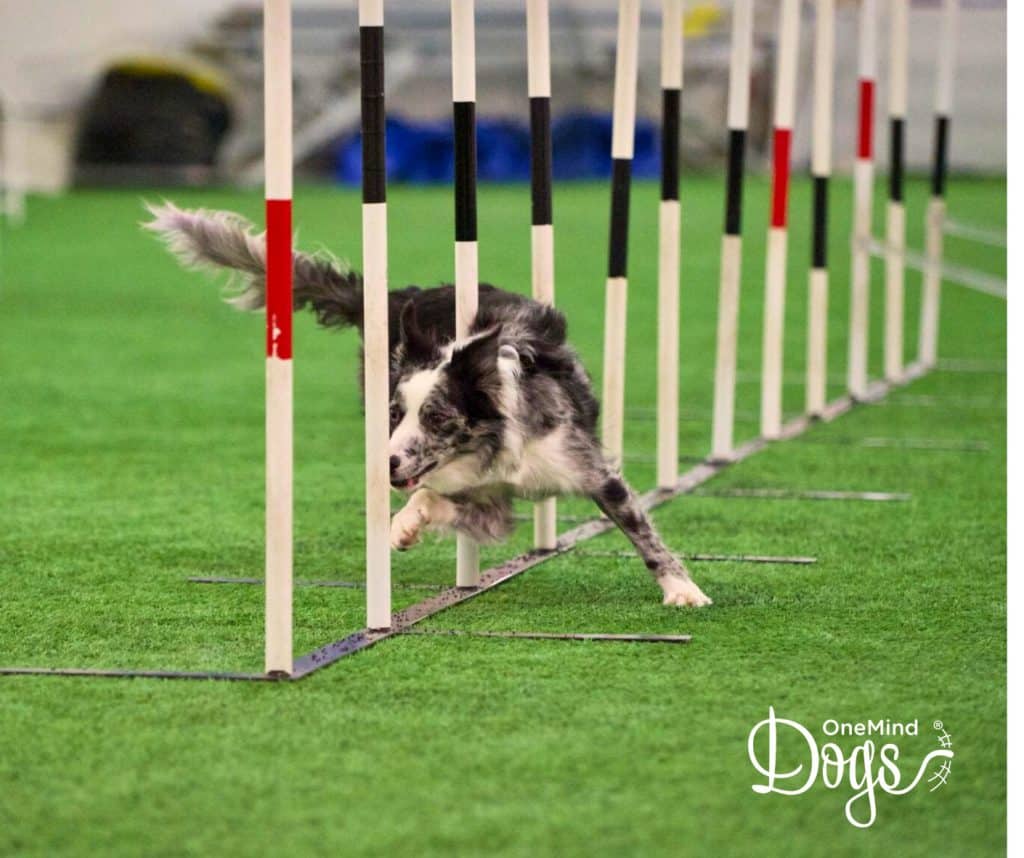 Border Collie doing agility weaves