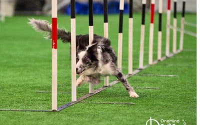 Training your Border Collie in Dog Agility