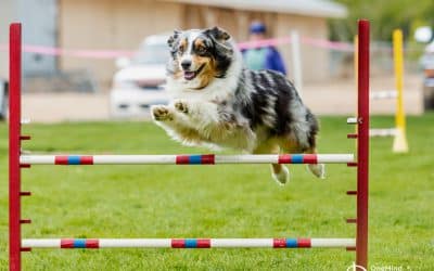 Should you set up a dog agility course in your backyard?