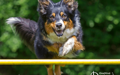 Train dog agility online: Discover agility training near you with our online program