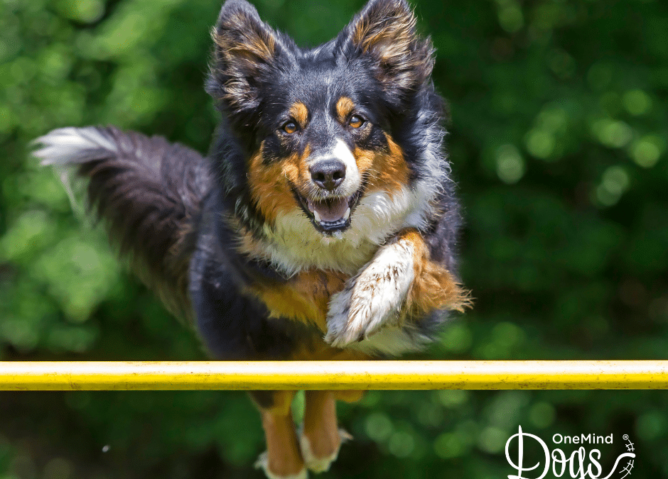 Train dog agility online: Discover agility training near you with our online program